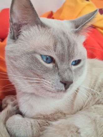 Deckkater reinrassiger Siamkater Lilac-Point