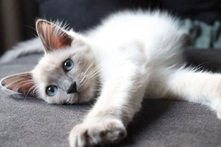 Deckkater reinrassiger Siamkater Lilac-Point