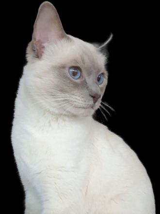 Deckkater reinrassiger Siamkater Lilac-Point