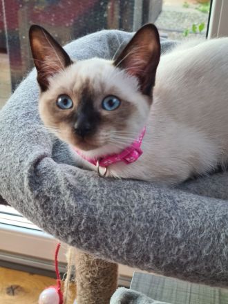 Deckkater reinrassiger Siamkater Lilac-Point