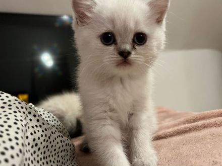 Britisch Kurzhaar Kitten