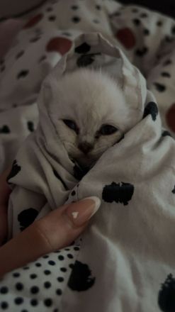 Britisch Kurzhaar Kitten