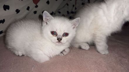 Britisch Kurzhaar Kitten