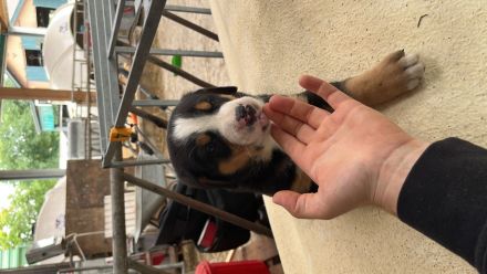 Schweizer Sennenhund Welpen