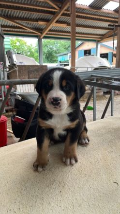 Schweizer Sennenhund Welpen