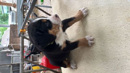 Schweizer Sennenhund Welpen