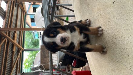 Schweizer Sennenhund Welpen