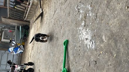 Schweizer Sennenhund Welpen