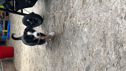 Schweizer Sennenhund Welpen