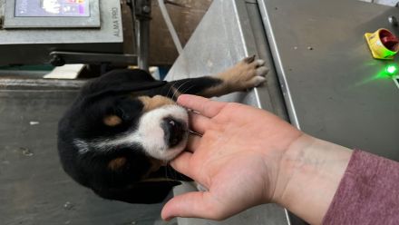 Schweizer Sennenhund Welpen