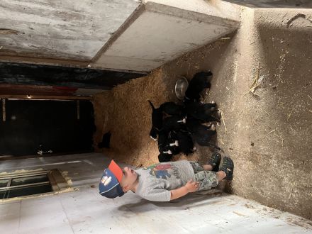 Schweizer Sennenhund Welpen