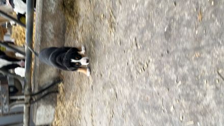 Schweizer Sennenhund Welpen