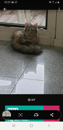 14 Monate alte Siam BKH Mix Katze 🐱