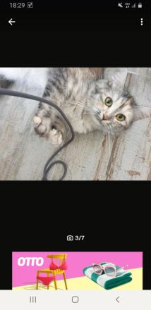 14 Monate alte Siam BKH Mix Katze 🐱