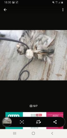 14 Monate alte Siam BKH Mix Katze 🐱