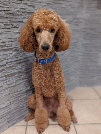 Deckrüde Großpudel für Pudel und Doodle mit ZTP