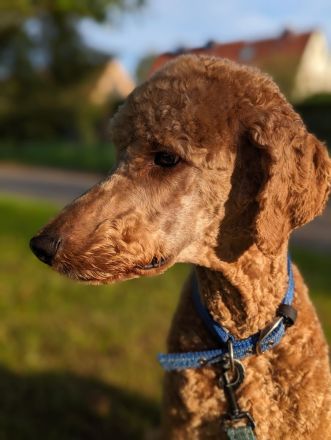 Deckrüde Großpudel für Pudel und Doodle mit ZTP