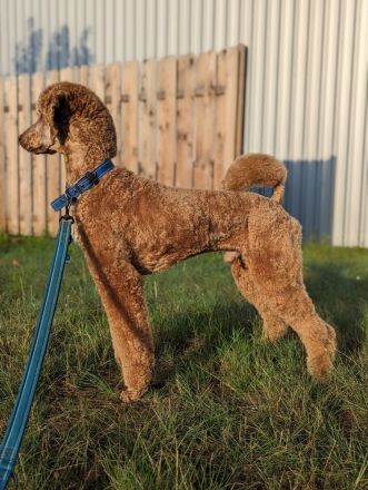 Deckrüde Großpudel für Pudel und Doodle mit ZTP