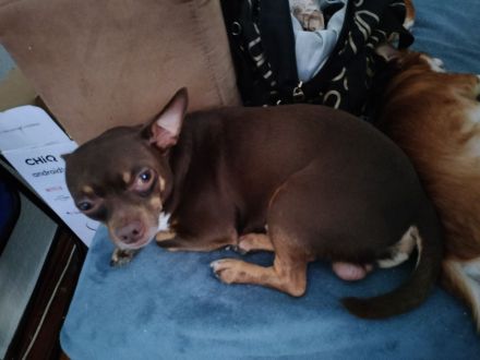 Chihuahua Schoko Rüde!