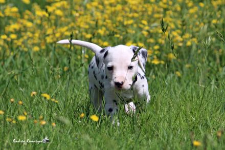Dalmatiner Welpen mit VDH Papiere