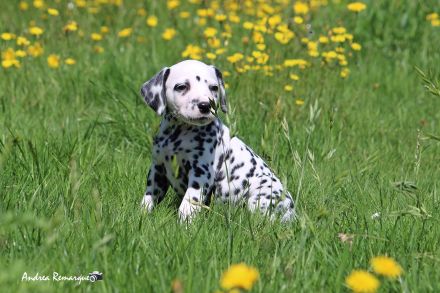 Dalmatiner Welpen mit VDH Papiere