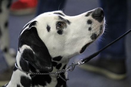 Dalmatiner Welpen mit VDH Papiere