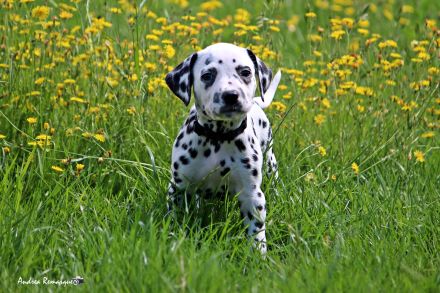Dalmatiner Welpen mit VDH Papiere