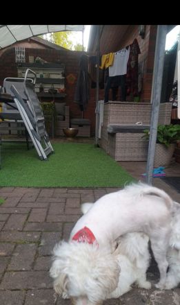 Wir suchen neue zu Hause