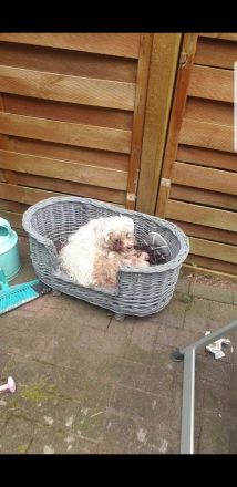 Wir suchen neue zu Hause