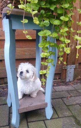 Wir suchen neue zu Hause