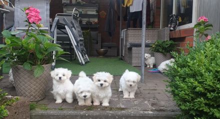 Wir suchen neue zu Hause