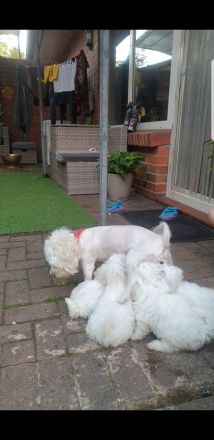 Wir suchen neue zu Hause