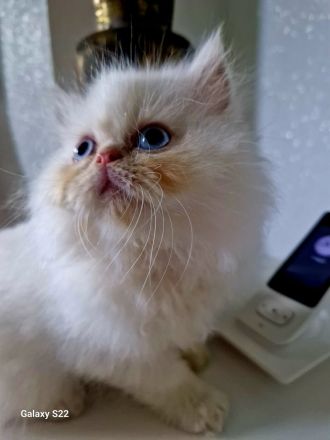 Perser Kitten