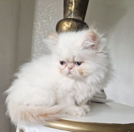 Perser Kitten