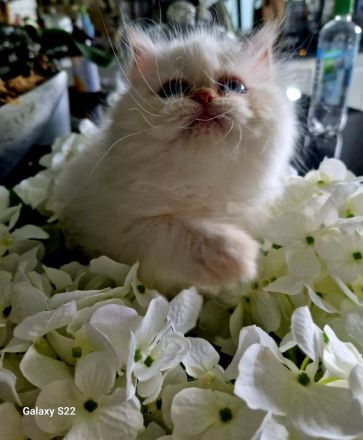 Perser Kitten