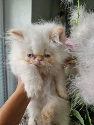 Perser Kitten