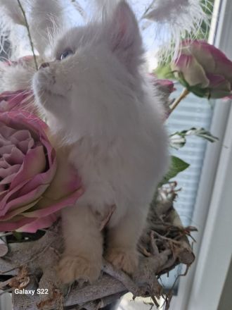 Perser Kitten