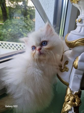 Perser Kitten