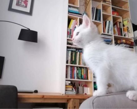 Huhu, ich bin Zaubermaus Mitzi!