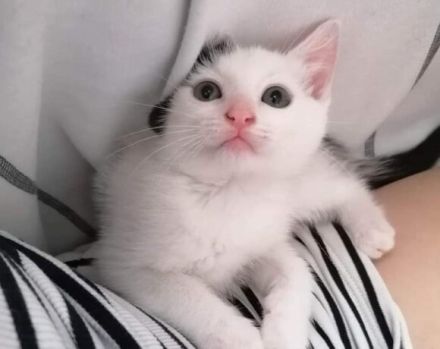 Huhu, ich bin Zaubermaus Mitzi!