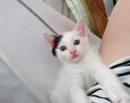 Huhu, ich bin Zaubermaus Mitzi!