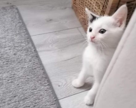 Huhu, ich bin Zaubermaus Mitzi!