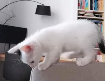 Huhu, ich bin Zaubermaus Mitzi!