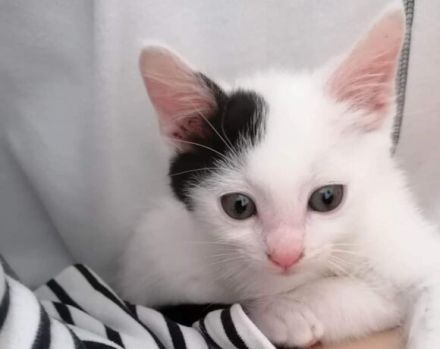 Huhu, ich bin Zaubermaus Mitzi!