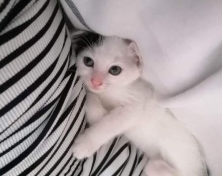 Huhu, ich bin Zaubermaus Mitzi!