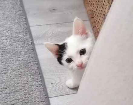 Huhu, ich bin Zaubermaus Mitzi!