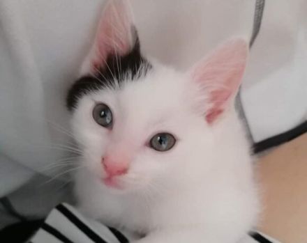 Huhu, ich bin Zaubermaus Mitzi!