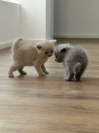 Wunderschöne Bkh Kitten