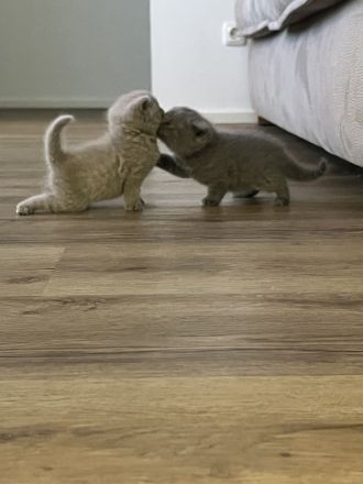 Wunderschöne Bkh Kitten