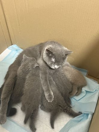 Wunderschöne Bkh Kitten